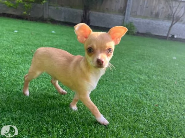 Cuccioli Chihuahua