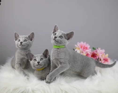 cuccioli di gattino blue di russia