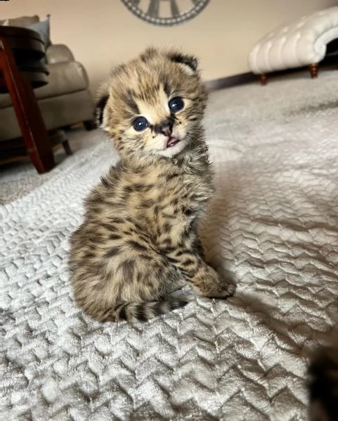    savannah gattini serval e caracal di 4 settimane.