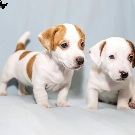 regalo adorabili cuccioli di jack russel femminucce e maschietti