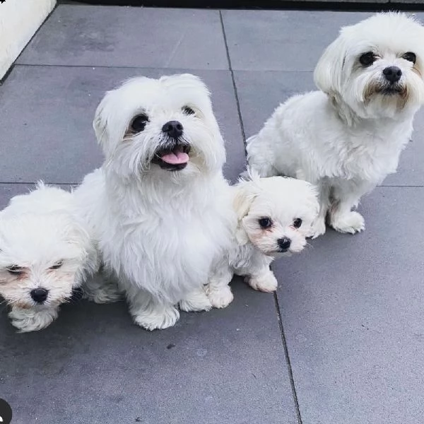 cucciolo maltese da negoziante,,/; | Foto 0