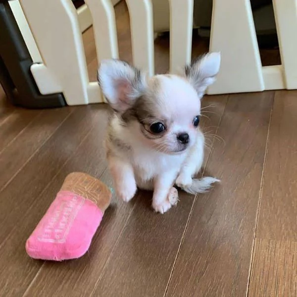 cuccioli di chihuahua assolutamente amichevoli