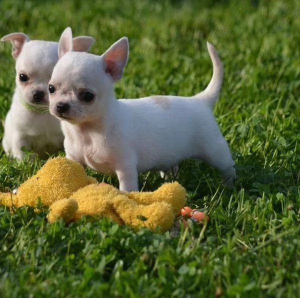 disponibili fantastici cuccioli di chihuahua bianco maltese