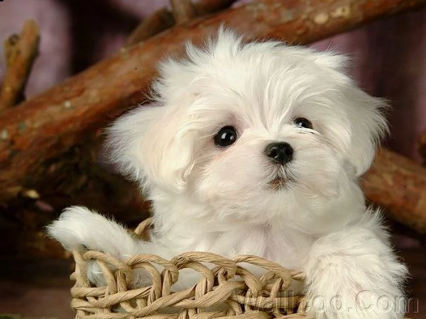 simpatici e adorabili cuccioli di maltese in adozione