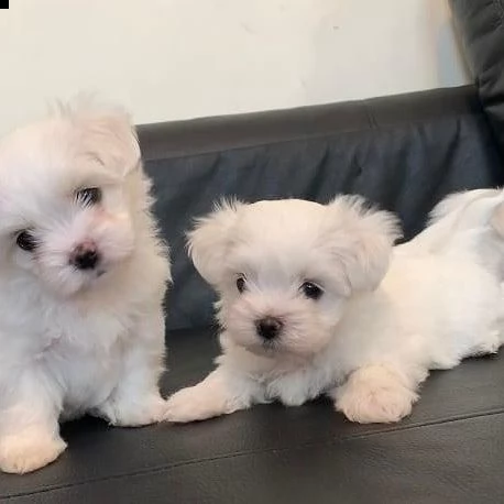 cuccioli di maltese per adozione urgente maschio e femmina