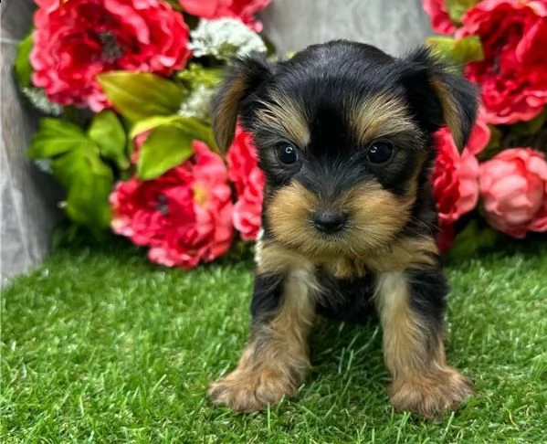 cucciolo yorkshire terrier bellissimi cuccioli vendita 