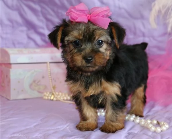 cucciolo yorkshire terrier bellissimi cuccioli vendita  | Foto 0