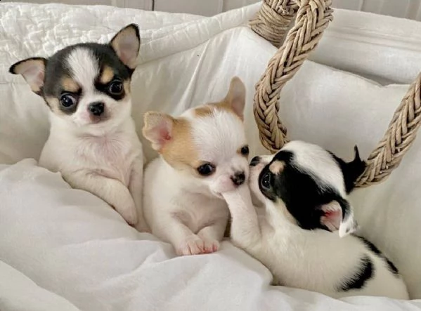 cuccioli di chihuahua bianchi inestimabili per l'adozione