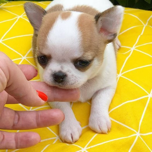 cuccioli estivi pronti per una nuova famiglia