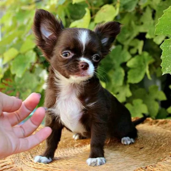 chihuahua bianco puro pronto per la nuova casa