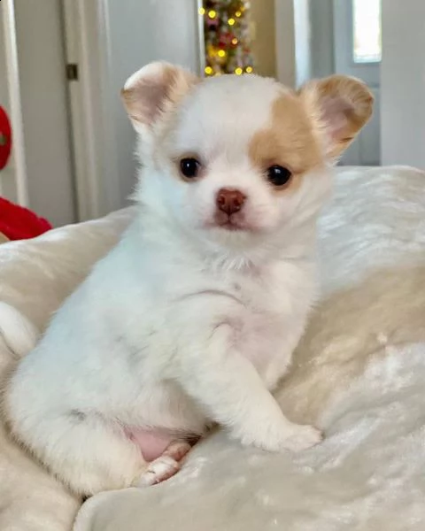 fantastici cuccioli di chihuahua t-cup disponibili ora per la tua famiglia