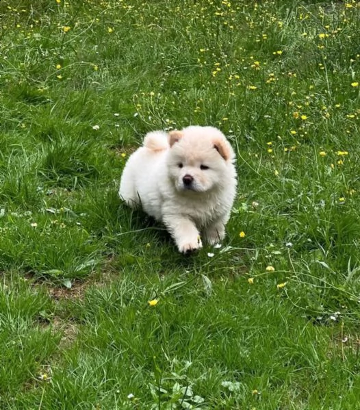 cuccioli di chow chow cercano casa | Foto 2