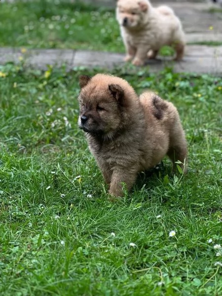 cuccioli di chow chow cercano casa | Foto 1