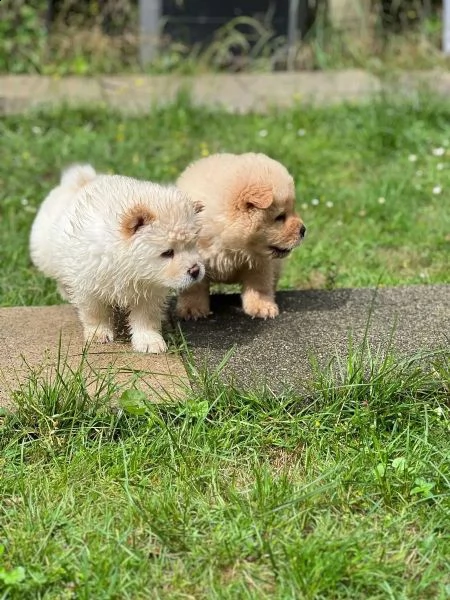 cuccioli di chow chow cercano casa | Foto 0