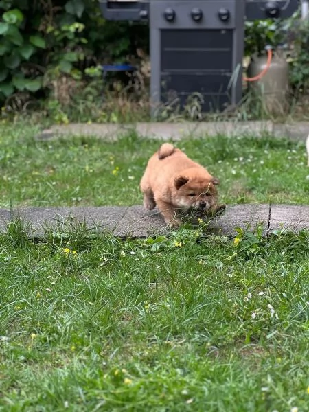 cuccioli di chow chow cercano casa