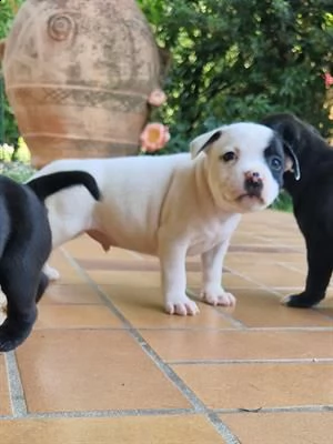 cuccioli staffordshire bull terrier