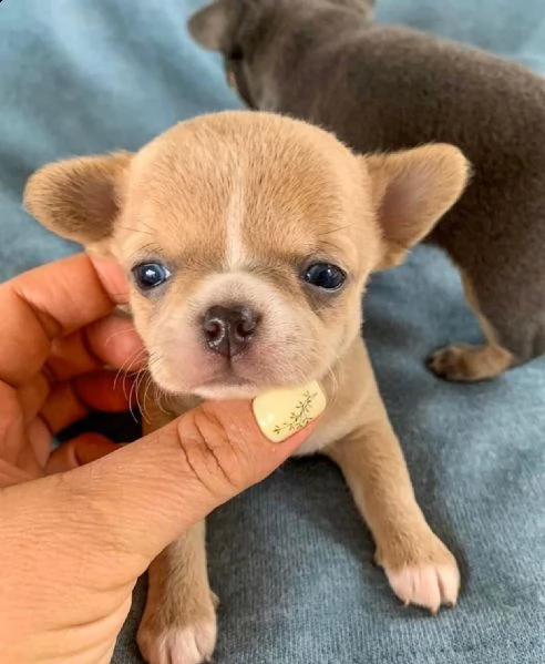 due piccoli cuccioli di chihuahua per l'adozione in omaggio