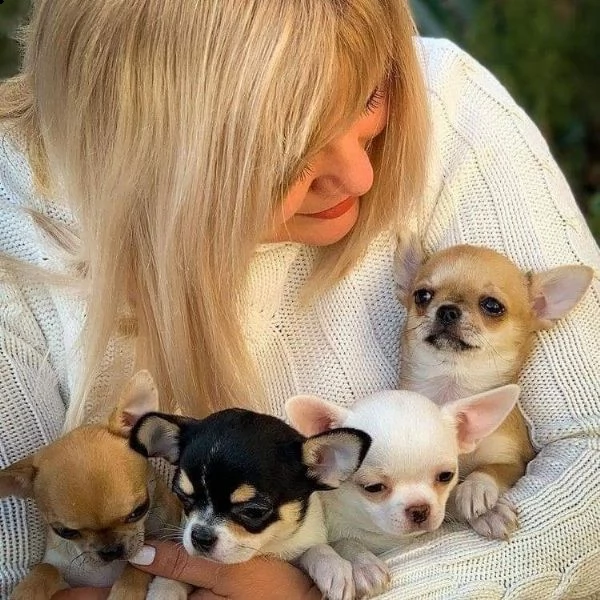 due bellissimi cuccioli di maltese maschio e femmina cercano urgentemente una nuova famiglia((regalo