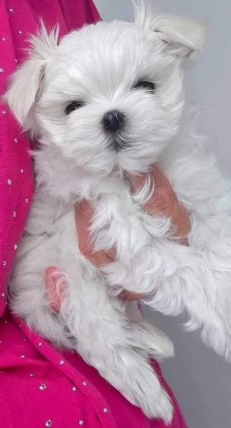 cuccioli maltesi con pedigree | Foto 3