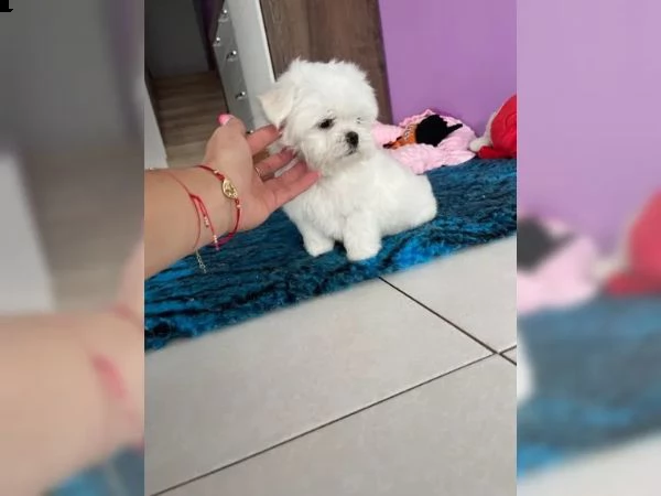 cuccioli maltesi con pedigree