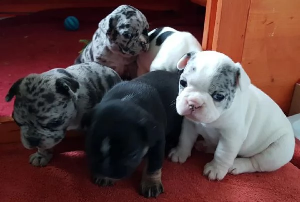 regalo cuccioli di cane a bulldog francese