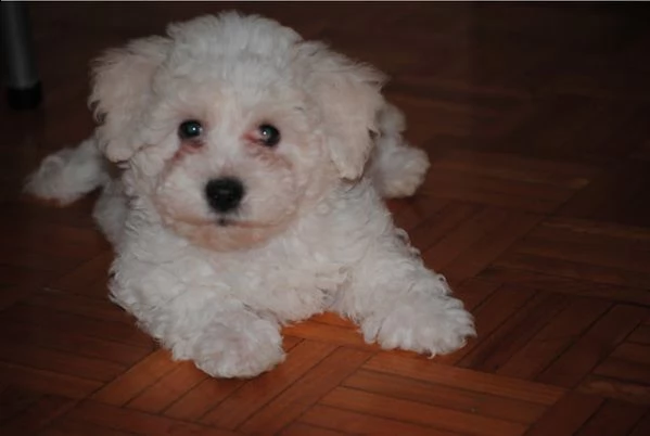 cuccioli di bichon frise  | Foto 0