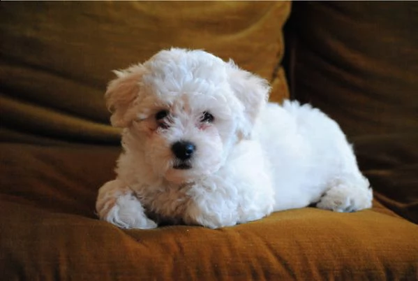 cuccioli di bichon frise 