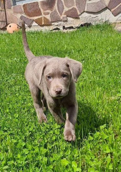 bellissimi cuccioli di labrador