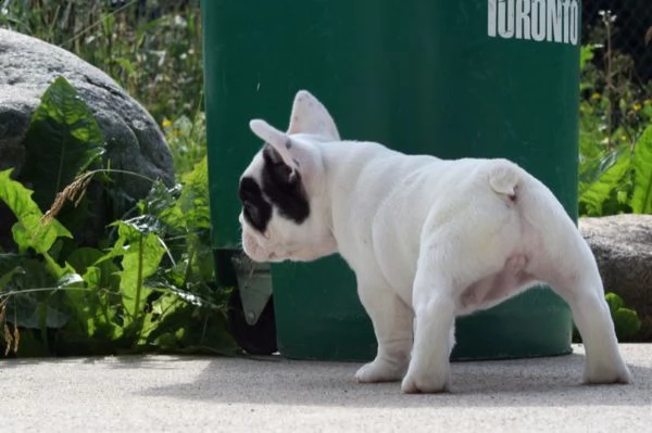 stupendi cuccioli di bouledogue francese | Foto 0