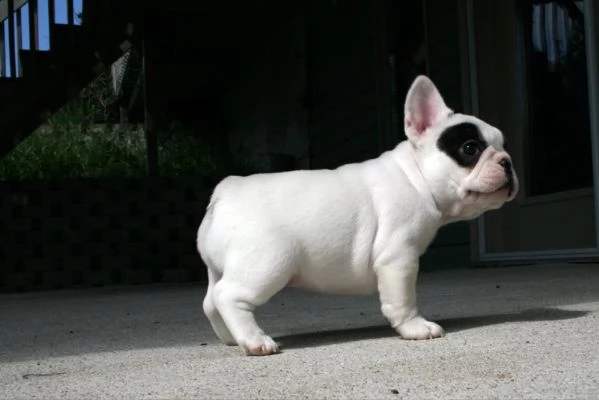 stupendi cuccioli di bouledogue francese