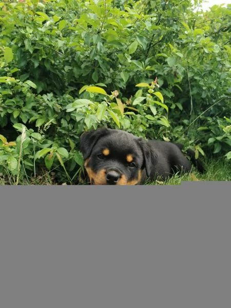 rottweiler cuccioli