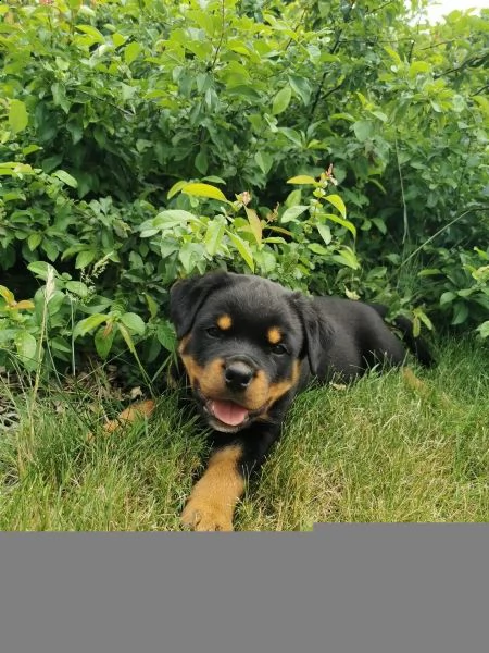 rottweiler cuccioli | Foto 0