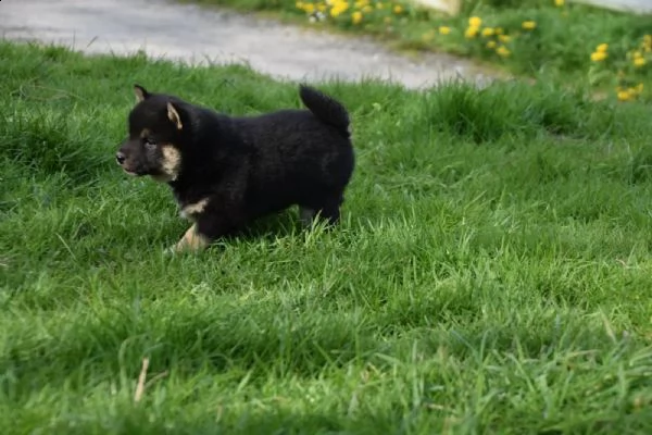 meravigliose cuccioli di shiba inu