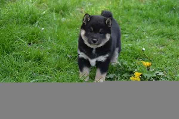 meravigliose cuccioli di shiba inu | Foto 4