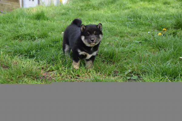 meravigliose cuccioli di shiba inu | Foto 3