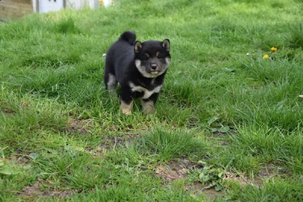 meravigliose cuccioli di shiba inu | Foto 2