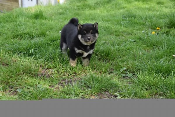 meravigliose cuccioli di shiba inu | Foto 1