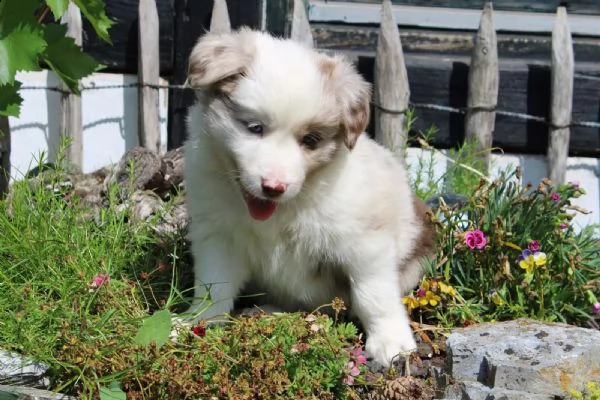 cuccioli di border collie della famiglia di razza pura