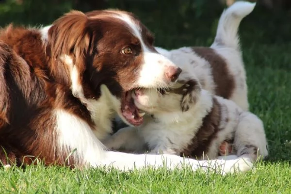 cuccioli di border collie della famiglia di razza pura | Foto 2