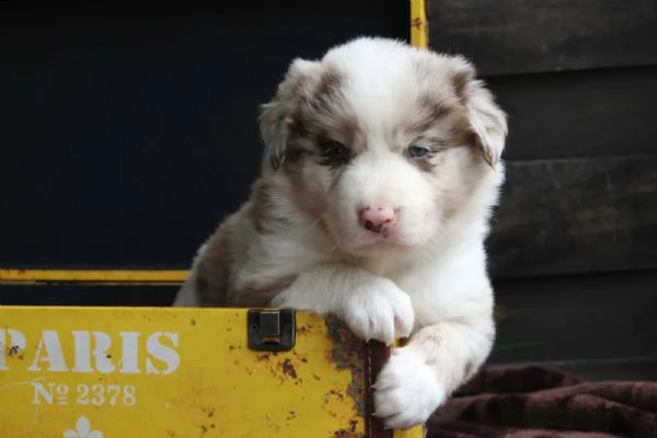 cuccioli di border collie della famiglia di razza pura | Foto 1