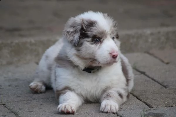 cuccioli di border collie della famiglia di razza pura | Foto 0