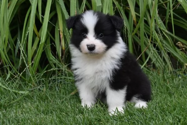 cuccioli di border collie maschio e femmina purosangue cercano ancora una casa adatta!