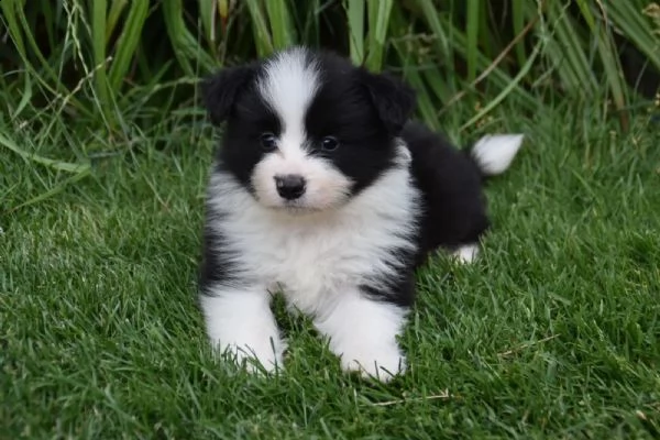 cuccioli di border collie maschio e femmina purosangue cercano ancora una casa adatta! | Foto 0