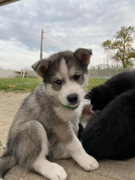 disponibile ultima cucciola di soli 90 giorni | Foto 3