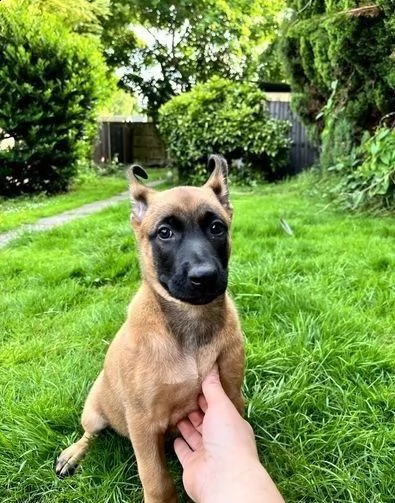 cuccioli di pastore belga malinois