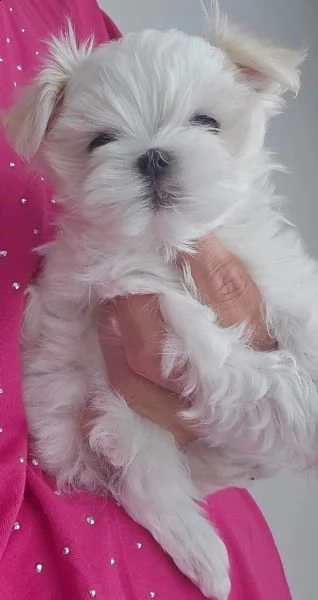 bellissimi cuccioli di maltese toy disponibili | Foto 4