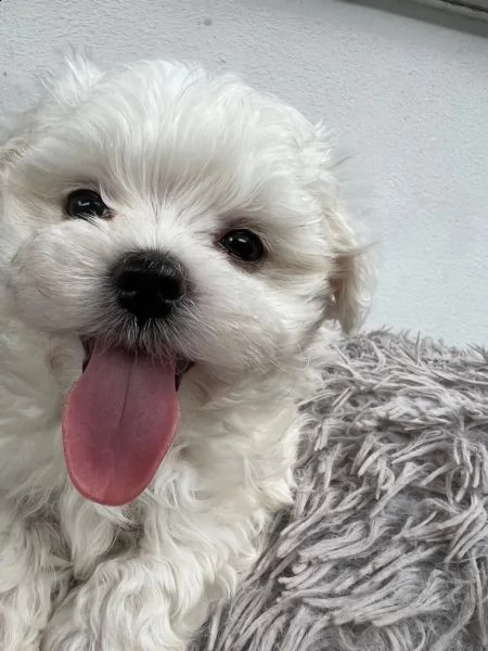 bellissimi cuccioli di maltese toy disponibili | Foto 2