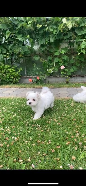 bellissimi cuccioli di maltese toy disponibili | Foto 1