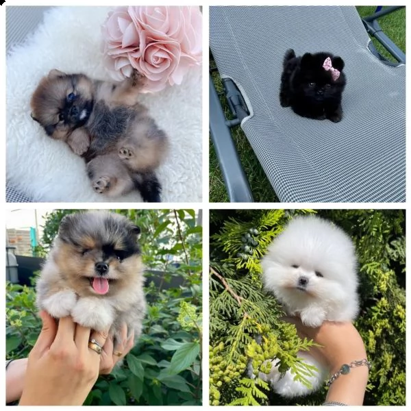 fantastici cuccioli di razza pura pomerania. | Foto 3