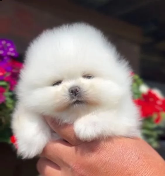 fantastici cuccioli di razza pura pomerania. | Foto 2